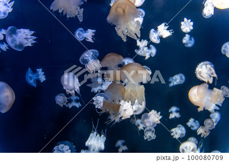 くらげプカプカ　　 100080709