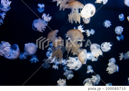 くらげプカプカ　　 100080710