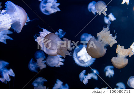 くらげプカプカ　　 100080711