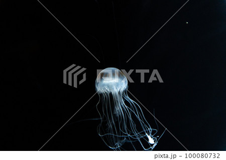 くらげプカプカ　　 100080732