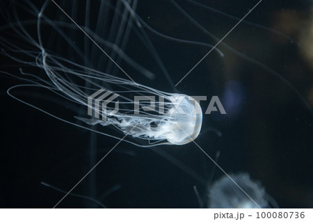 くらげプカプカ　　 100080736