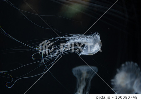 くらげプカプカ　　 100080748