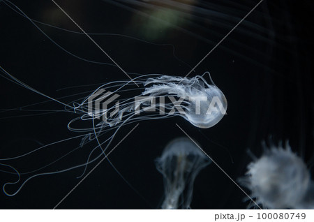 くらげプカプカ　　 100080749