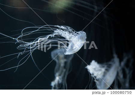 くらげプカプカ くらげプカプカ 100080750