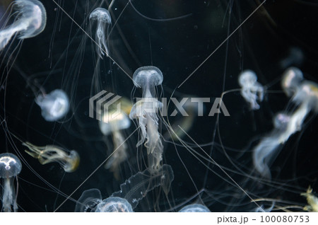 くらげプカプカ くらげプカプカ 100080753