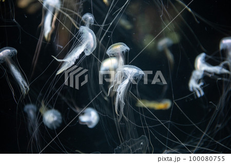 くらげプカプカ くらげプカプカ 100080755