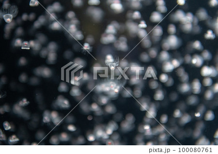 くらげプカプカ くらげプカプカ 100080761