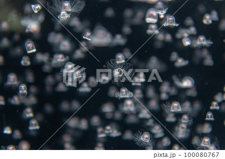 くらげプカプカ　　 100080767