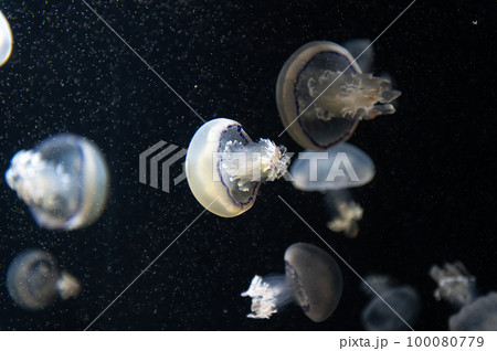 くらげプカプカ　　 100080779