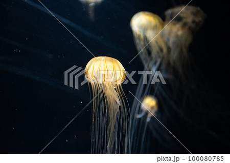 くらげプカプカ　　 100080785