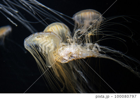 くらげプカプカ くらげプカプカ 100080797