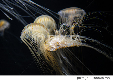 くらげプカプカ くらげプカプカ 100080799