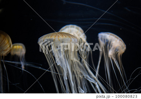 くらげプカプカ くらげプカプカ 100080823