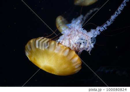 くらげプカプカ くらげプカプカ 100080824