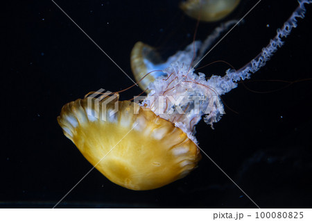 くらげプカプカ くらげプカプカ 100080825