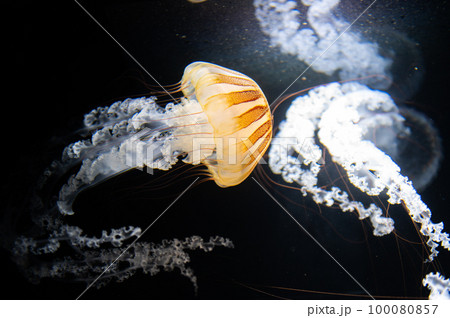 くらげプカプカ　　 100080857