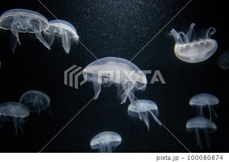 くらげプカプカ　　 100080874