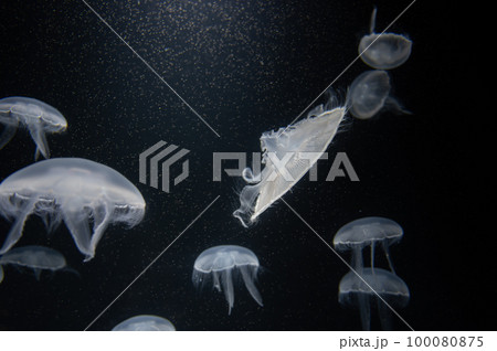 くらげプカプカ くらげプカプカ 100080875