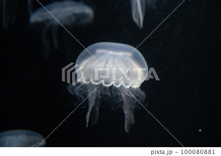 くらげプカプカ　　 100080881