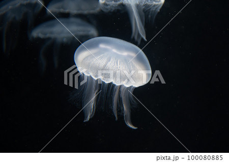 くらげプカプカ　　 100080885