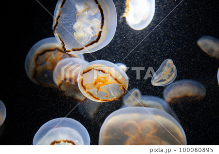 くらげプカプカ　　 100080895