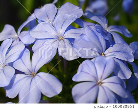 ルリマツリの花のアップ ルリマツリの花のアップ 100080951