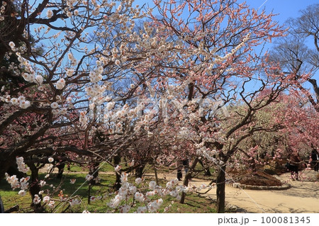 京都 北野天満宮 天神 寺社仏閣 梅 花 春 洛中 京都 北野天満宮 天神 寺社仏閣 梅 花 春 洛中 100081345