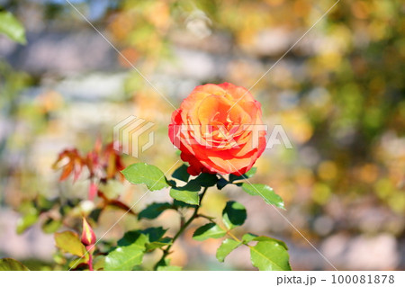 バラの花 ルスティカーナ バラの花 ルスティカーナ 100081878