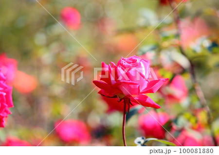 バラの花 ラブ バラの花 ラブ 100081880