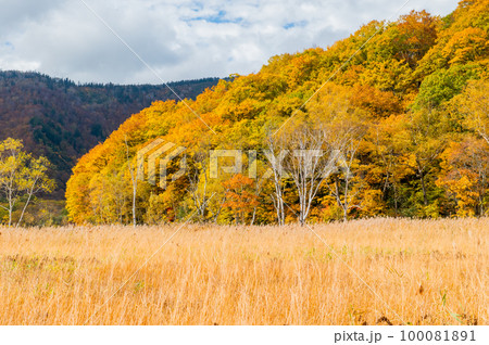 燃える秋 紅葉に色づく尾瀬 燃える秋 紅葉に色づく尾瀬 100081891