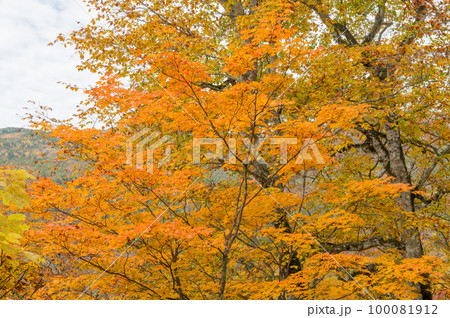 燃える秋 紅葉に色づく尾瀬 燃える秋 紅葉に色づく尾瀬 100081912
