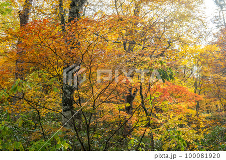 燃える秋 紅葉に色づく尾瀬 燃える秋 紅葉に色づく尾瀬 100081920