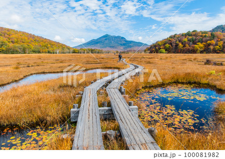 燃える秋　紅葉に色づく尾瀬 100081982