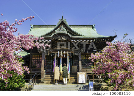東京都　サザエさんの街・新桜町　桜神宮　拝殿と満開の桜 100083110
