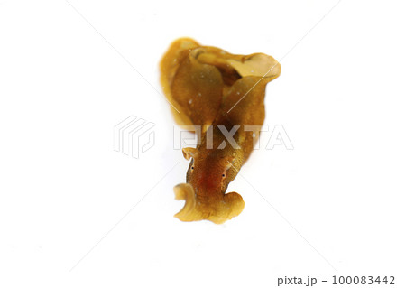 アメフラシ 100083442