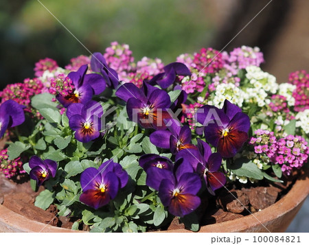 ももかビオラとアリッサムの寄せ植え ももかビオラとアリッサムの寄せ植え 100084821