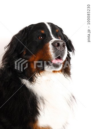 Photo Bernese Mountain Dog on a white background. Studio shot of a dog in front of an isolated background. Photo Bernese Mountain Dog on a white background. Studio shot of a dog in front of an isolated background. 100085230
