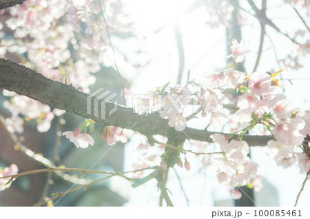 日常にある桜 100085461