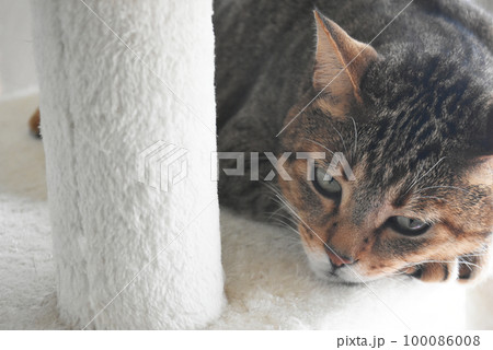 【保護猫】キャットタワーの上でまったりくつろぐキジトラ猫 100086008