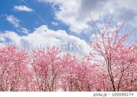 「埼玉県」安行桜と青空の風景 100086274
