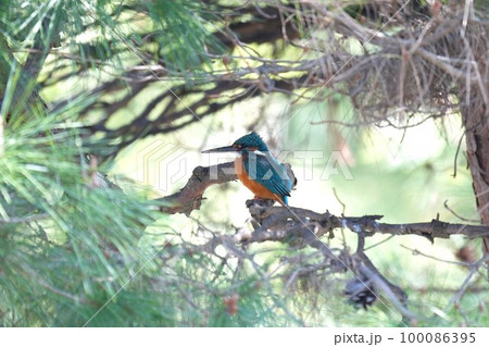 松の木の枝で休む巣作り中のカワセミ 松の木の枝で休む巣作り中のカワセミ 100086395
