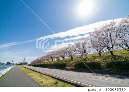 「埼玉県」荒川河川敷の桜並木・戸田公園 100086559