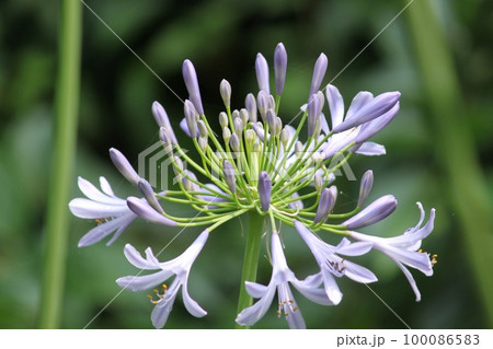 アガパンサスの花 アガパンサスの花 100086583