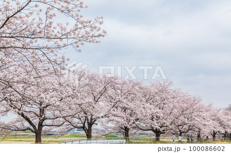 「埼玉県」見沼田んぼ加田屋新田 日本一の桜回廊 「埼玉県」見沼田んぼ加田屋新田 日本一の桜回廊 100086602