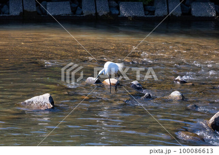 EOSR6.広島尾道、ダイサギの河川探索。 100086613