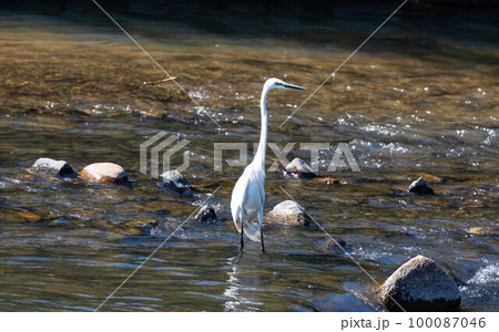 EOSR6.広島尾道、ぐっと伸びたダイサギ。 100087046