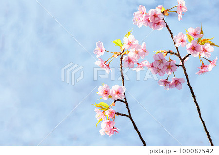 春の香りを漂わせる色とりどりの桜の花たち 100087542