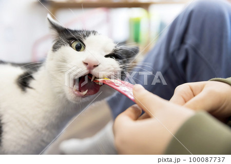 スティック状のキャットフードおやつを夢中で食べる猫 100087737