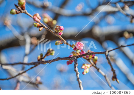 河津桜のつぼみ 河津桜のつぼみ 100087869