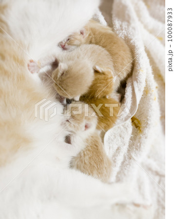 Newborn cat babies breastfeeding on mommy 100087933